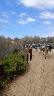 GC-Camello Safari (Maspalomas)-45.jpg